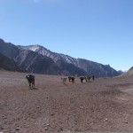 Mule trekking up Plaza Francia