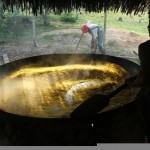 Harvesting Manioc