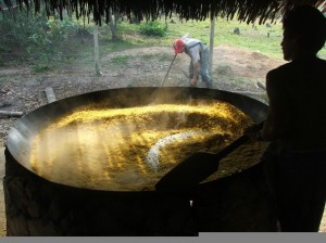 Harvesting Manioc