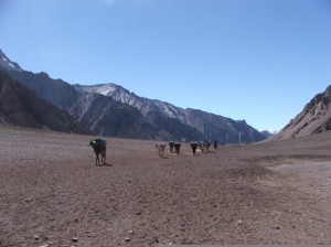 Mule trekking up Plaza Francia