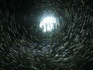 Osaka aquarium