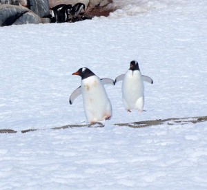 Gentoo penguins