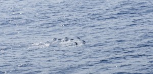 Penguins jumping for air