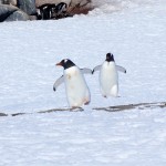 Gentoo penguins